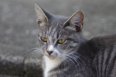 IMGP2550.JPG